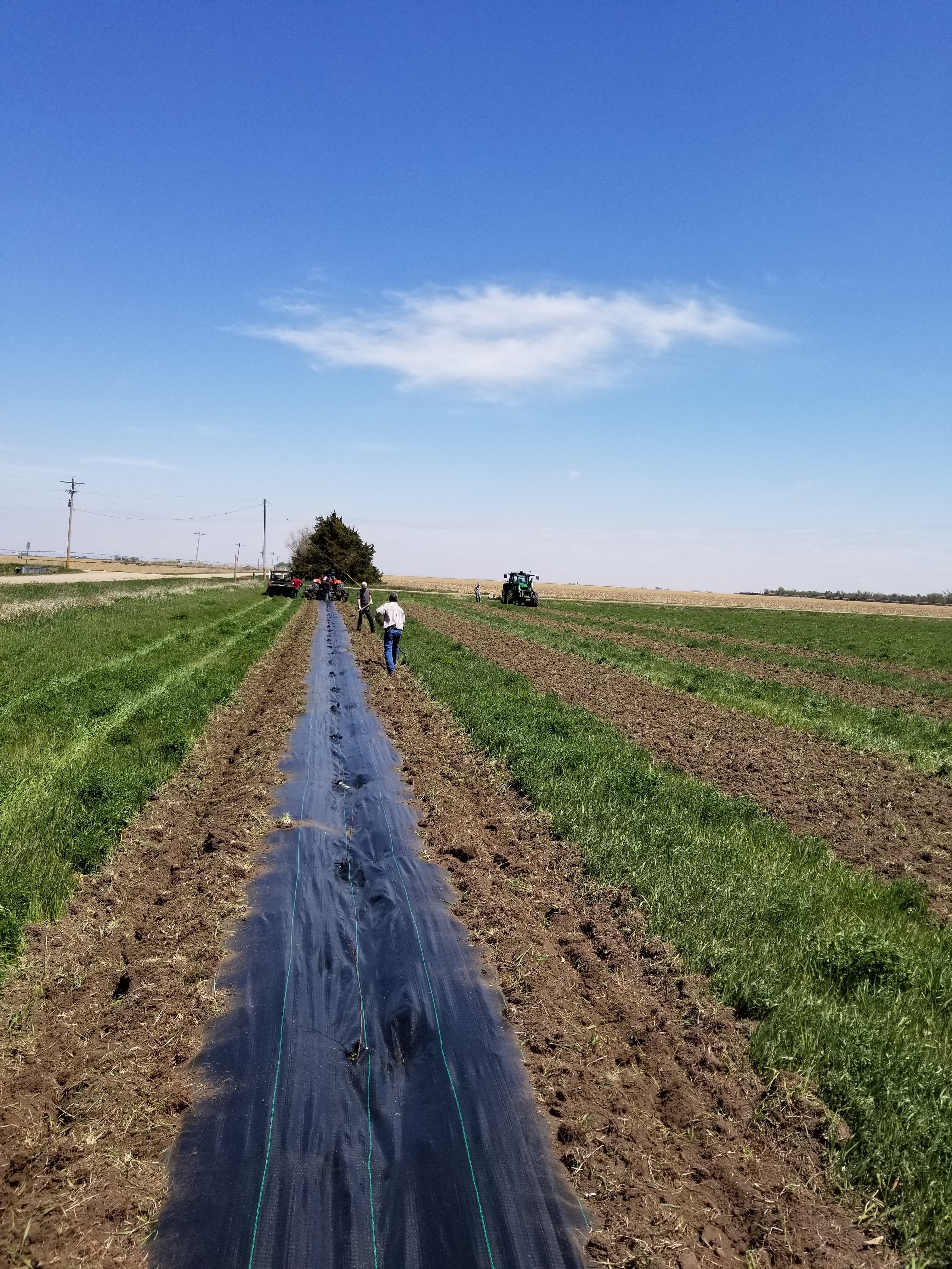 Mulched Tree Line