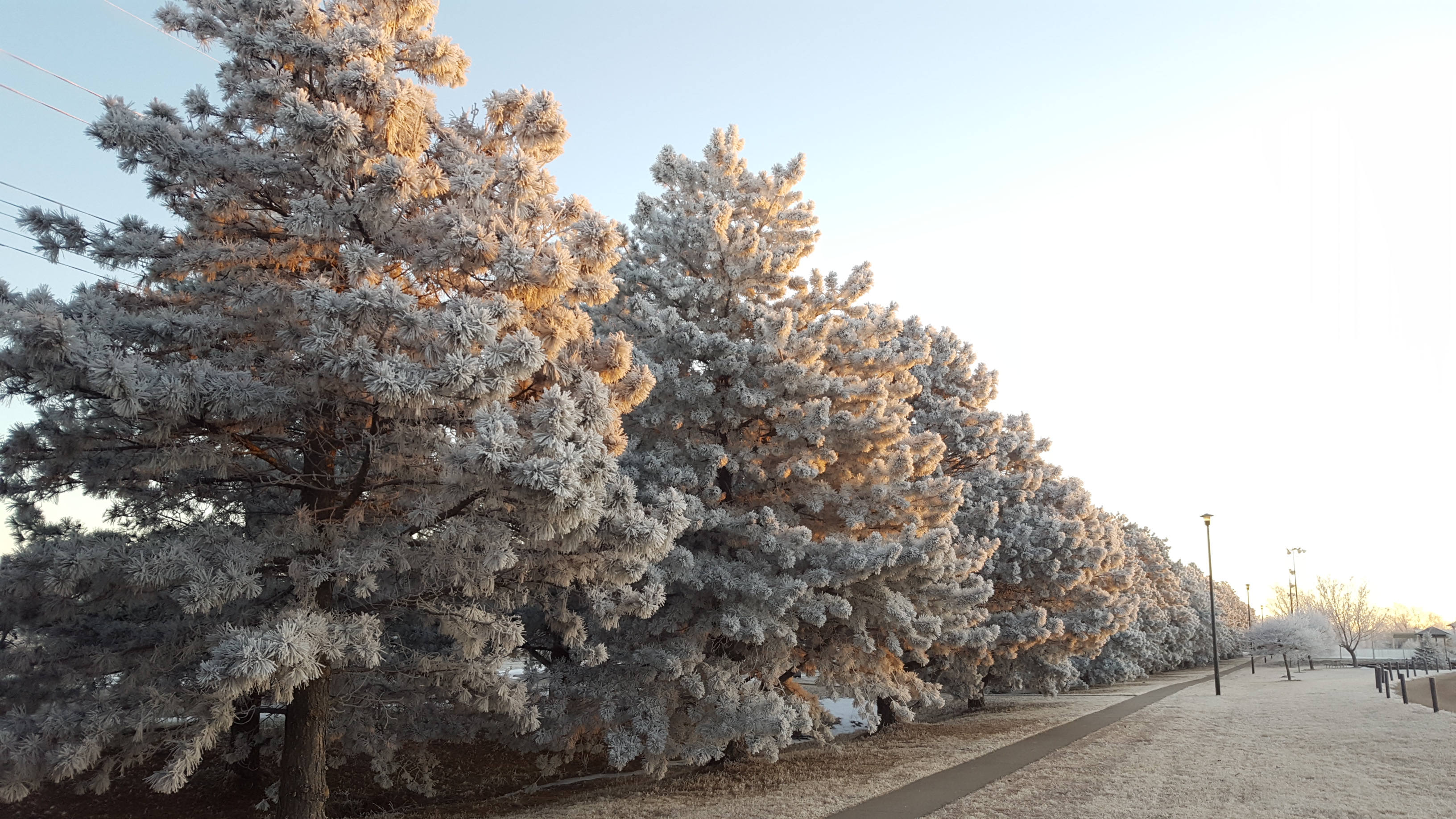 frost on pine trees