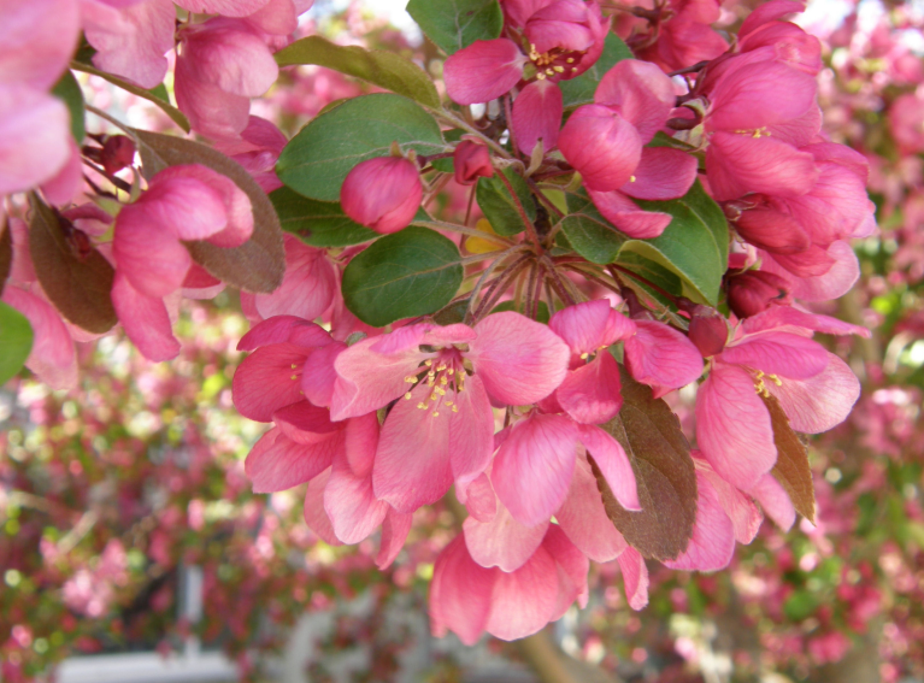 pink tree blossoms