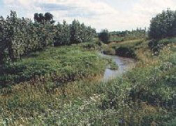 reparian buffer strip