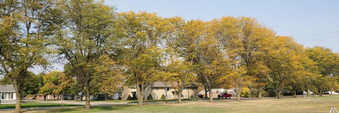 Trees in a row