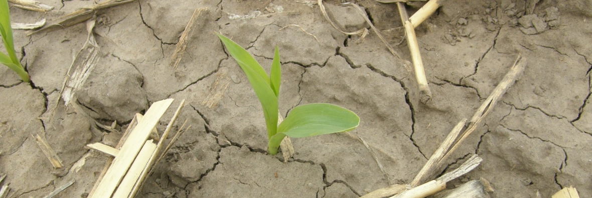 emerged corn no till