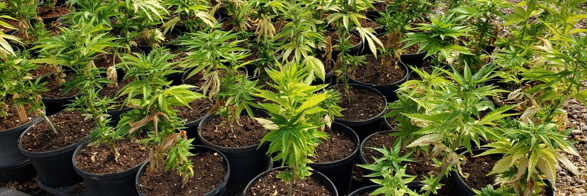 potted industrial hemp plants