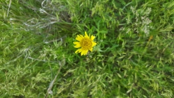 yellow wildflower