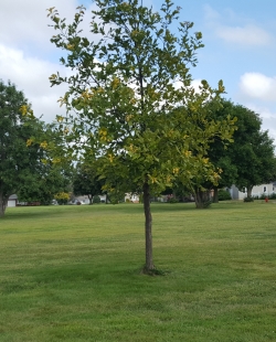 tree in field of grass