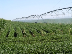 Pivot Irrigation soybeans