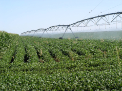 soybeans under irrigation pivot system