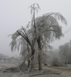 Ice Damaged Tree
