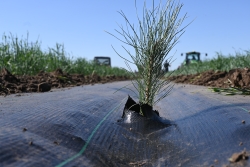 •	Tree seedling – Ponderosa pine seedling.