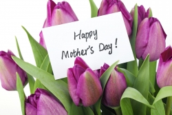 tulips with Happy Mother's Day card