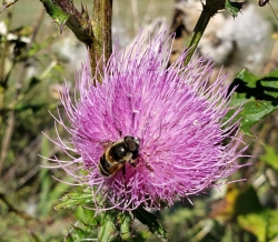 bee on thistle flower