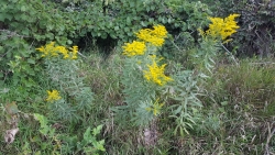 Goldenrod
