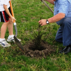 Tree planting with a child