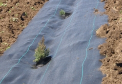 row of tree seedlings planted with mulch