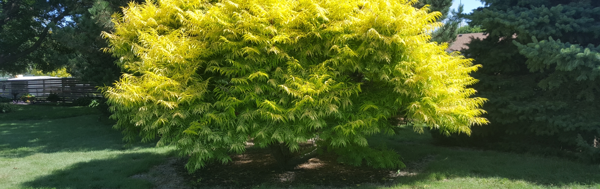 Trees and Shrubs