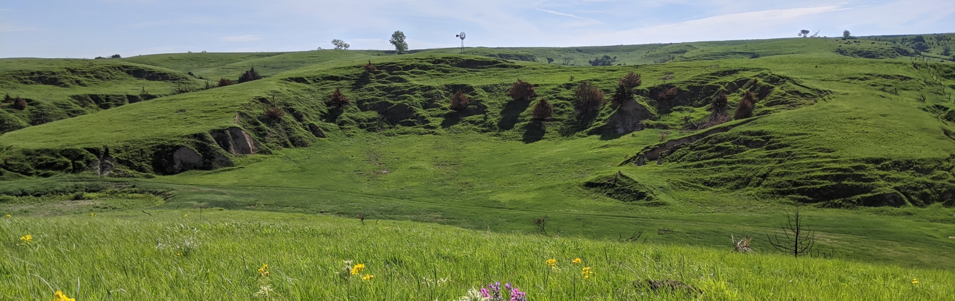 wild flowers and grass in canyon