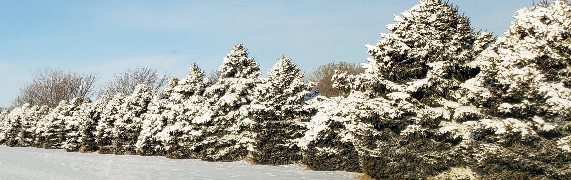 Spruce Tree Line