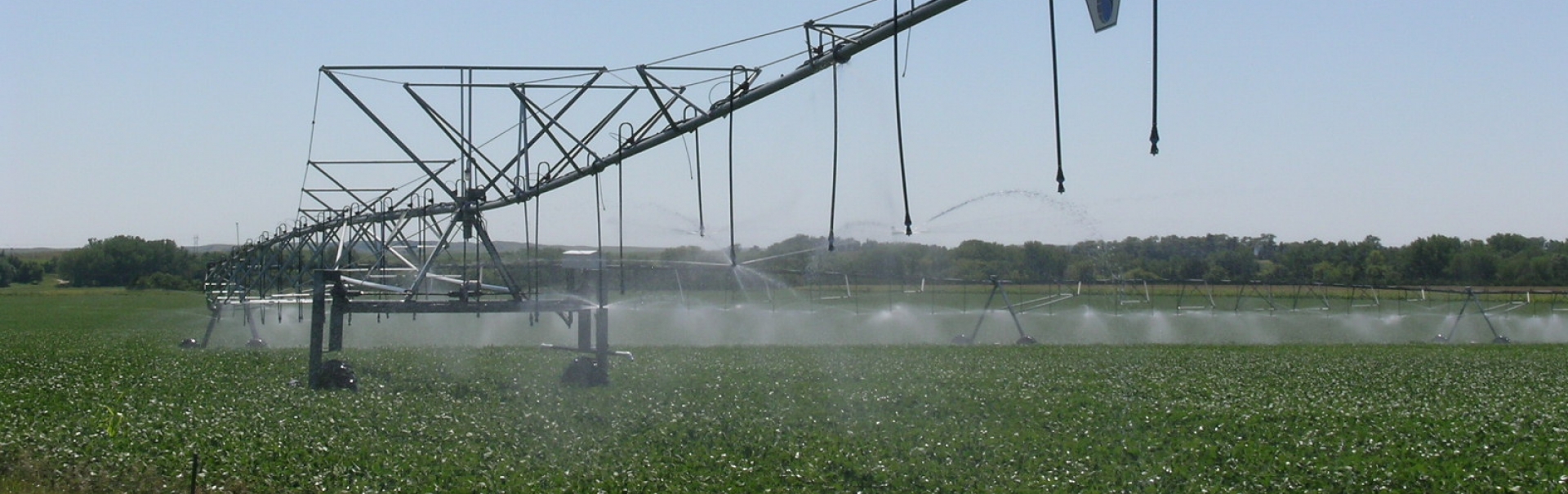center pivot watering beans