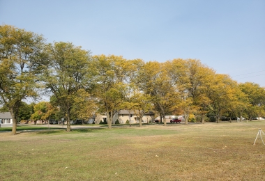 Trees in a row