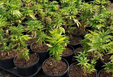 potted industrial hemp plants