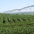 soybeans under irrigation pivot system