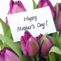 tulips with Happy Mother's Day card