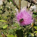 bee on thistle flower