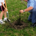 Tree planting with a child